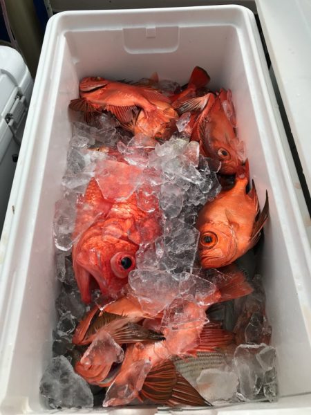 Blue.win 海人丸 釣果