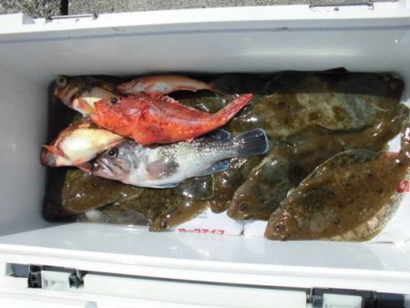 大進丸(新潟) 釣果