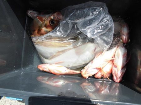 大進丸(新潟) 釣果