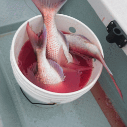 遊漁船ブルーウッズ 釣果