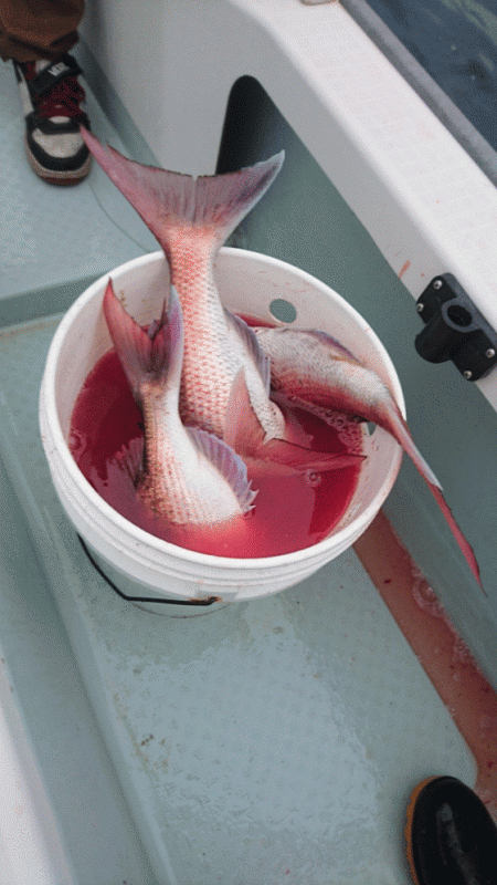 遊漁船ブルーウッズ 釣果