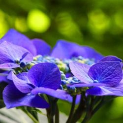 小菅トラウトガーデン 釣果