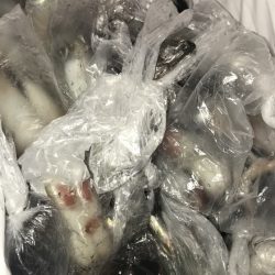 寿裕 （YOSHIHIRO） 釣果