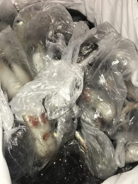 寿裕 （YOSHIHIRO） 釣果