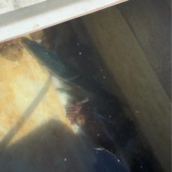 あみや渡船 JIGBOY 釣果