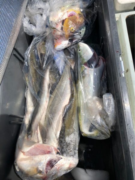 あみや渡船 JIGBOY 釣果