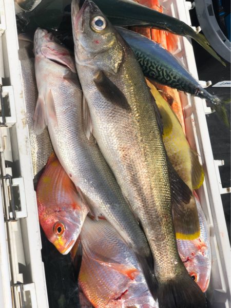 あみや渡船 JIGBOY 釣果