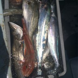 あみや渡船 JIGBOY 釣果