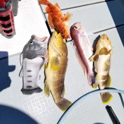 アマテラス 釣果