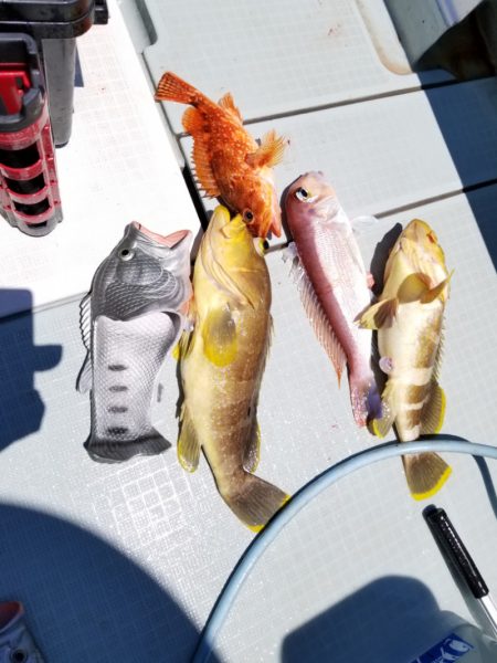 アマテラス 釣果