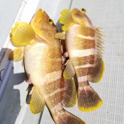 アマテラス 釣果