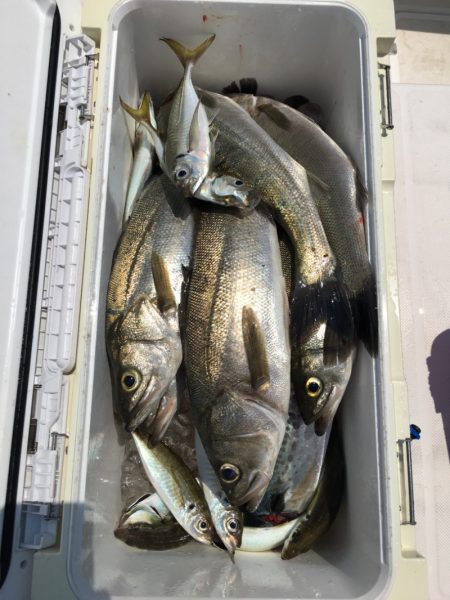 うさぎ丸 釣果