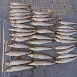 FISHING RISKY 釣果