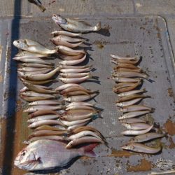 FISHING RISKY 釣果