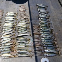 FISHING RISKY 釣果