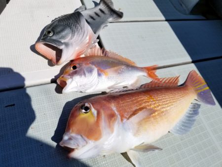 アマテラス 釣果