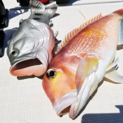 アマテラス 釣果