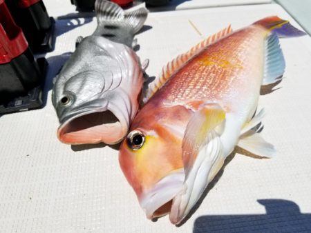 アマテラス 釣果