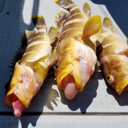 アマテラス 釣果