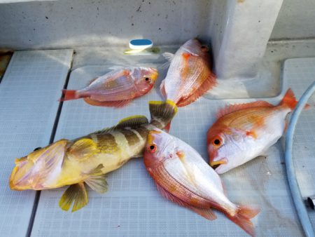 アマテラス 釣果