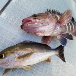 アマテラス 釣果