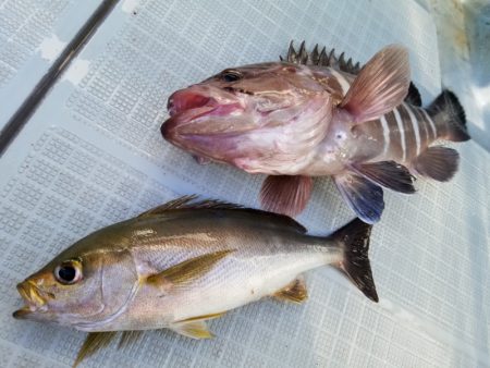 アマテラス 釣果