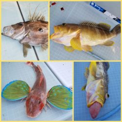 アマテラス 釣果