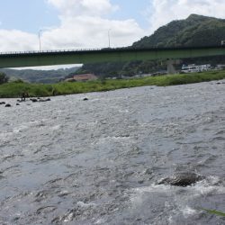 狩野川(狩野川漁業協同組合) 釣果
