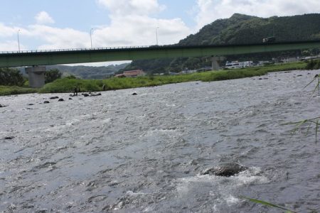 狩野川(狩野川漁業協同組合) 釣果