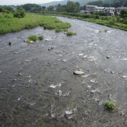 狩野川(狩野川漁業協同組合) 釣果
