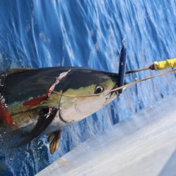 へいみつ丸 釣果