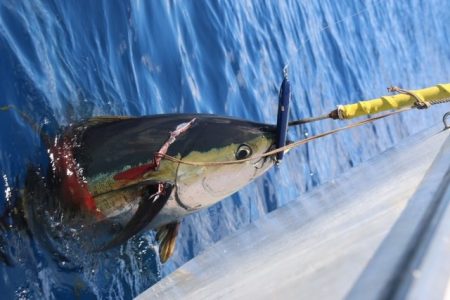 へいみつ丸 釣果