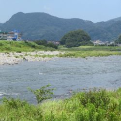 狩野川(狩野川漁業協同組合) 釣果