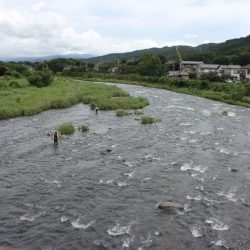 狩野川(狩野川漁業協同組合) 釣果