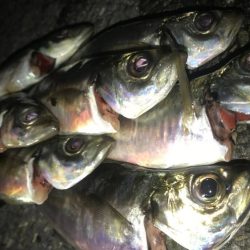 横浜～三浦　6月のライトゲーム釣果を振り返る。【あんそに氏連載 vol.1】