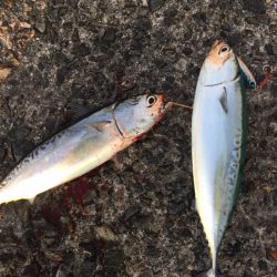 ショアスロージギングリベンジマッチ！　LUMICAスロージギング モニター投稿