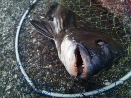 鹿児島県 落とし込み釣り、ヘチ釣り連載第1回（全６回予定）落とし込み釣り、ヘチ釣りの魅力と手軽な始め方【ソルト氏連載 vol.1】