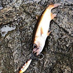 シーズンインのホームグラウンドでスロージギング！　LUMICAスロージギング モニター投稿