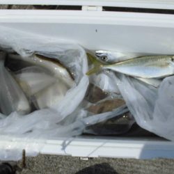 大進丸(新潟) 釣果