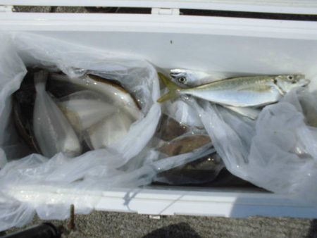 大進丸（新潟） 釣果