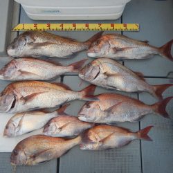 sea boss シーボス 釣果