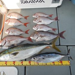 sea boss　シーボス 釣果