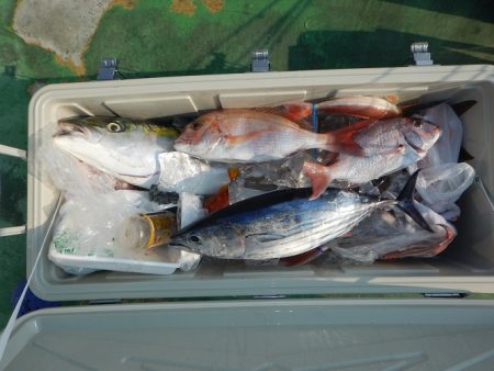 sea boss　シーボス 釣果