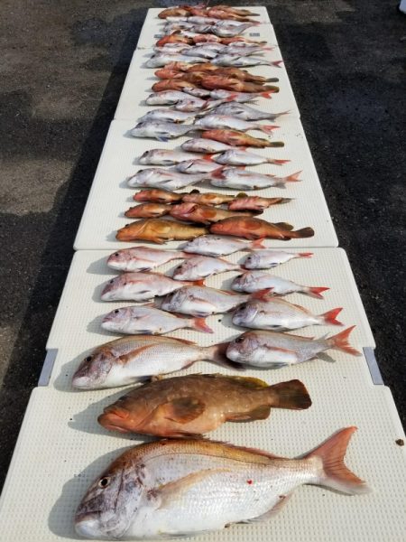 オーフリー 釣果