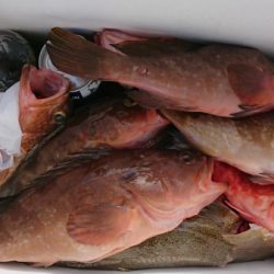 オーフリー 釣果