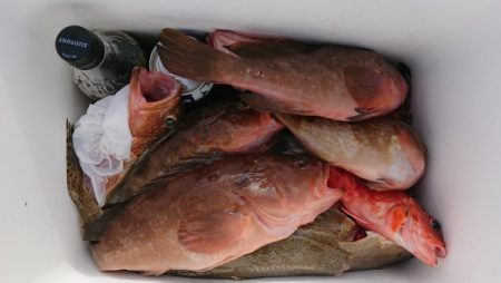 オーフリー 釣果