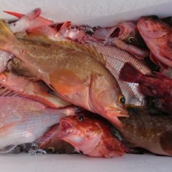 オーフリー 釣果