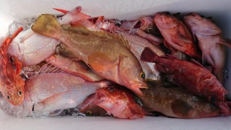 オーフリー 釣果