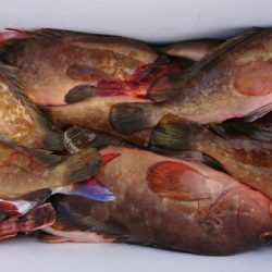 オーフリー 釣果