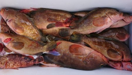 オーフリー 釣果